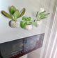 mini magnet pot plants on the fridge holding succulents