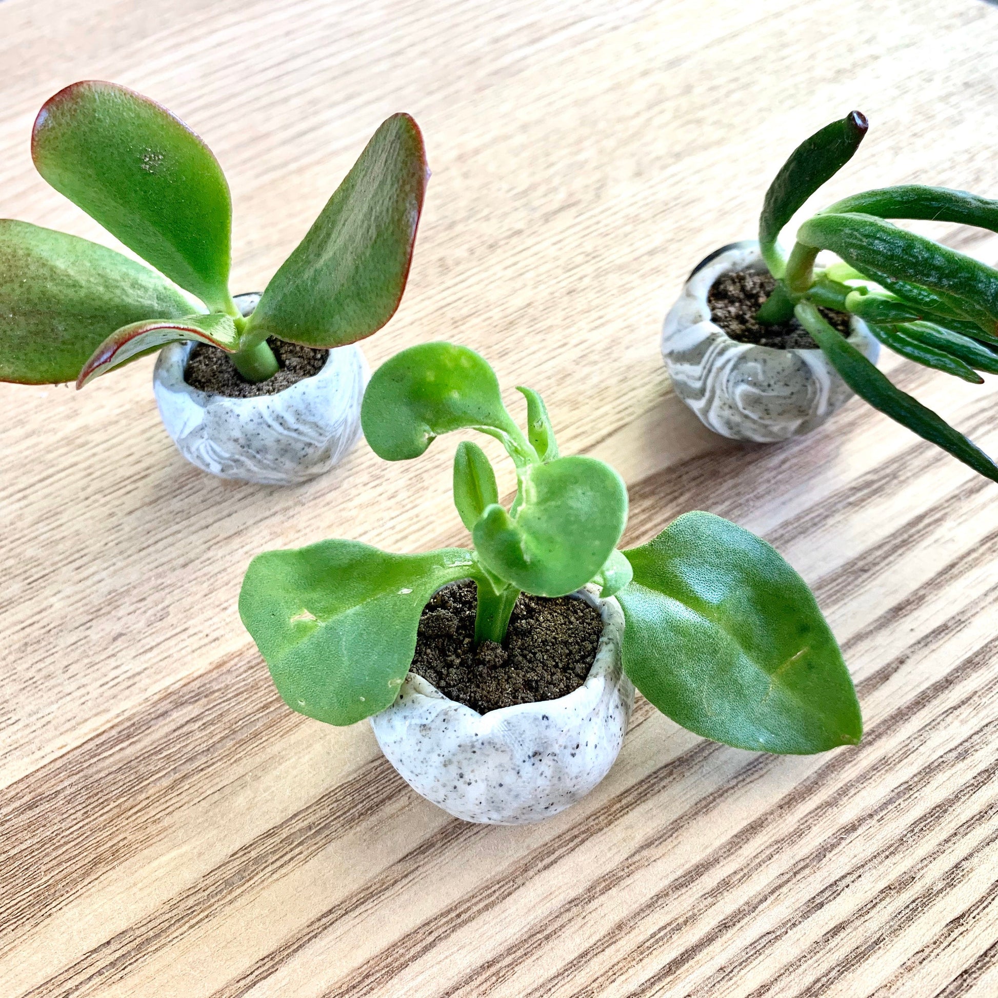 polymer clay mini magnetic planters, tiny succulent planter for fridge or whiteboard, strong magnet, set of 3 or 6